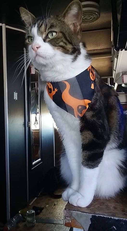 Tigerclaw is registered to the contest to win money with this photo: carnivore, cat, collar, domestic_short_haired_cat, door, electric_blue, felidae, formal_wear, fur, paw, pet_supply, small_to_medium_sized_cats, snout, tail, vertebrate, whiskers