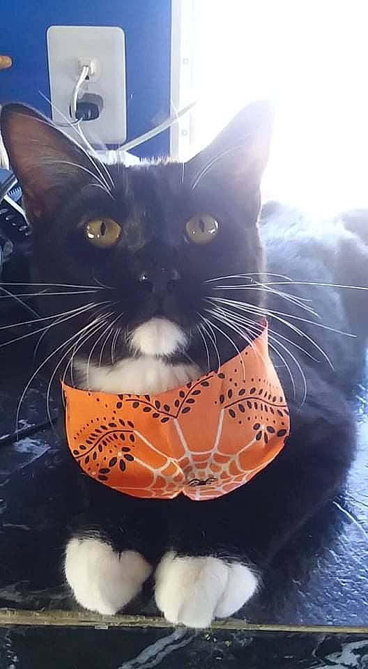 Ravenpaw joined the competition — help win amazing prizes! black_cat, carnivore, cat, claw, comfort, domestic_short_haired_cat, felidae, foot, fur, light, paw, sitting, small_to_medium_sized_cats, snout, tail, terrestrial_animal, whiskers, window