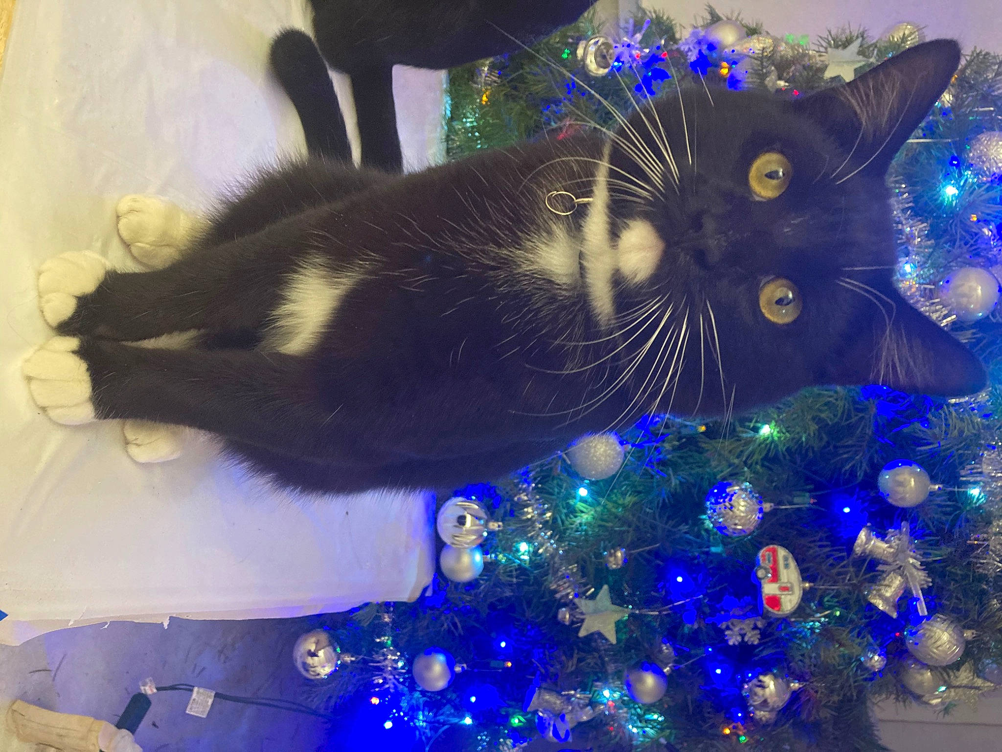 Ravenpaw joined the competition — help win amazing prizes! blue, carnivore, cat, christmas_decoration, christmas_ornament, christmas_tree, conifer, electric_blue, event, evergreen, felidae, green, holiday, holiday_ornament, light, ornament, purple, small_to_medium_sized_cats, tail, whiskers
