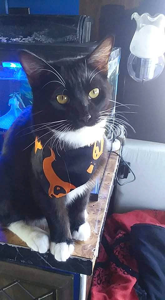 Ravenpaw joined the competition — help win amazing prizes! bag, black_cat, carnivore, cat, comfort, domestic_short_haired_cat, electric_blue, felidae, fur, lamp, light, light_fixture, paw, personal_protective_equipment, pet_supply, room, small_to_medium_sized_cats, snout, tail, whiskers