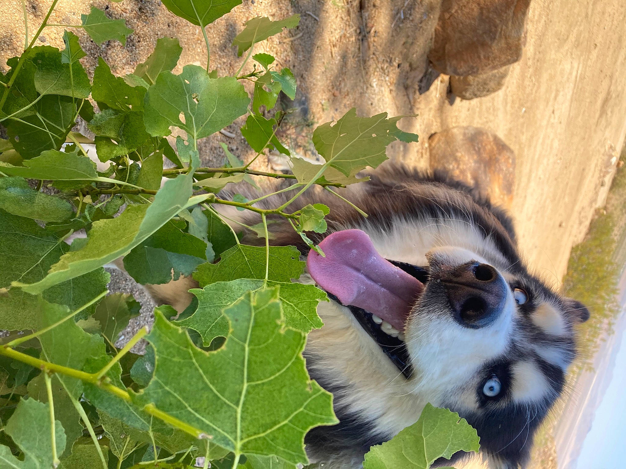 Bandit joined the competition — help win amazing prizes! flowering_plant, grapevine_family, plant, primate, terrestrial_animal, tree, vitis