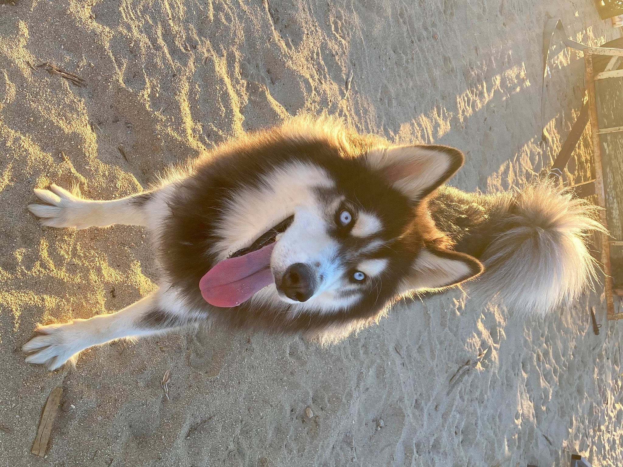 Bandit is registered to the contest to win money with this photo: ancient_dog_breeds, canidae, canis, carnivore, companion_dog, dog, dog_breed, fur, non_sporting_group, shadow, sled_dog, sporting_group, tail, terrestrial_animal, working_animal, working_dog