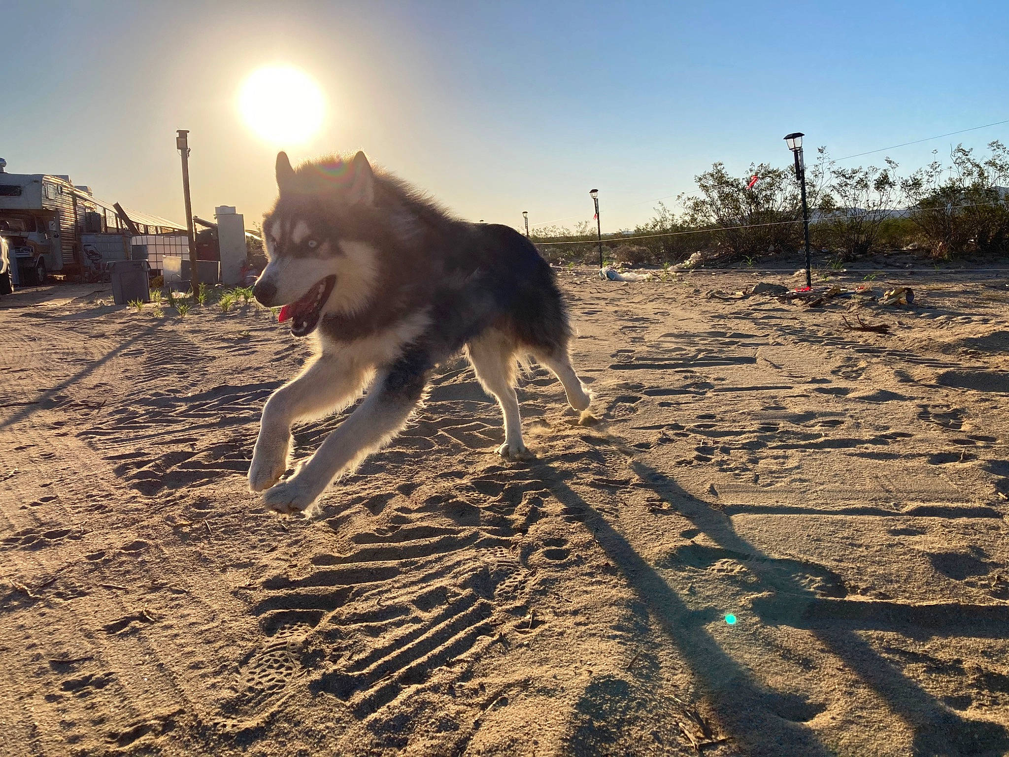 Bandit joined the competition — help win amazing prizes! canidae, carnivore, dog, dog_breed, evening, herding_dog, landscape, sand, shadow, siberian_husky, sky, sled_dog, soil, sporting_group, street_dog, sunlight, tail, tree, wildlife, working_animal