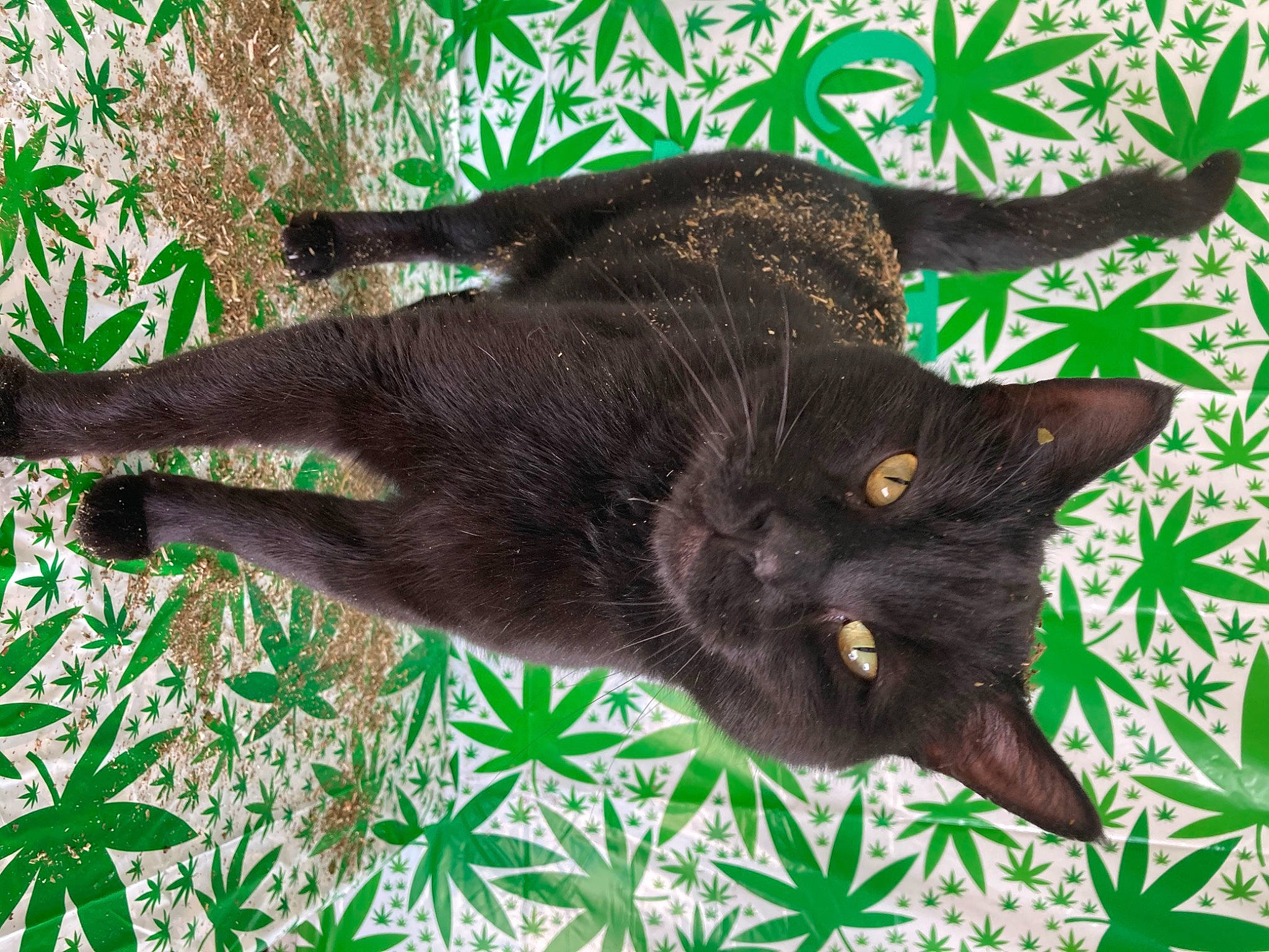 Mr. Biscuits joined the competition — help win amazing prizes! black_cat, bombay, carnivore, cat, claw, domestic_short_haired_cat, felidae, fur, grass, green, groundcover, organism, plant, small_to_medium_sized_cats, snout, tail, terrestrial_animal, terrestrial_plant, tree, whiskers