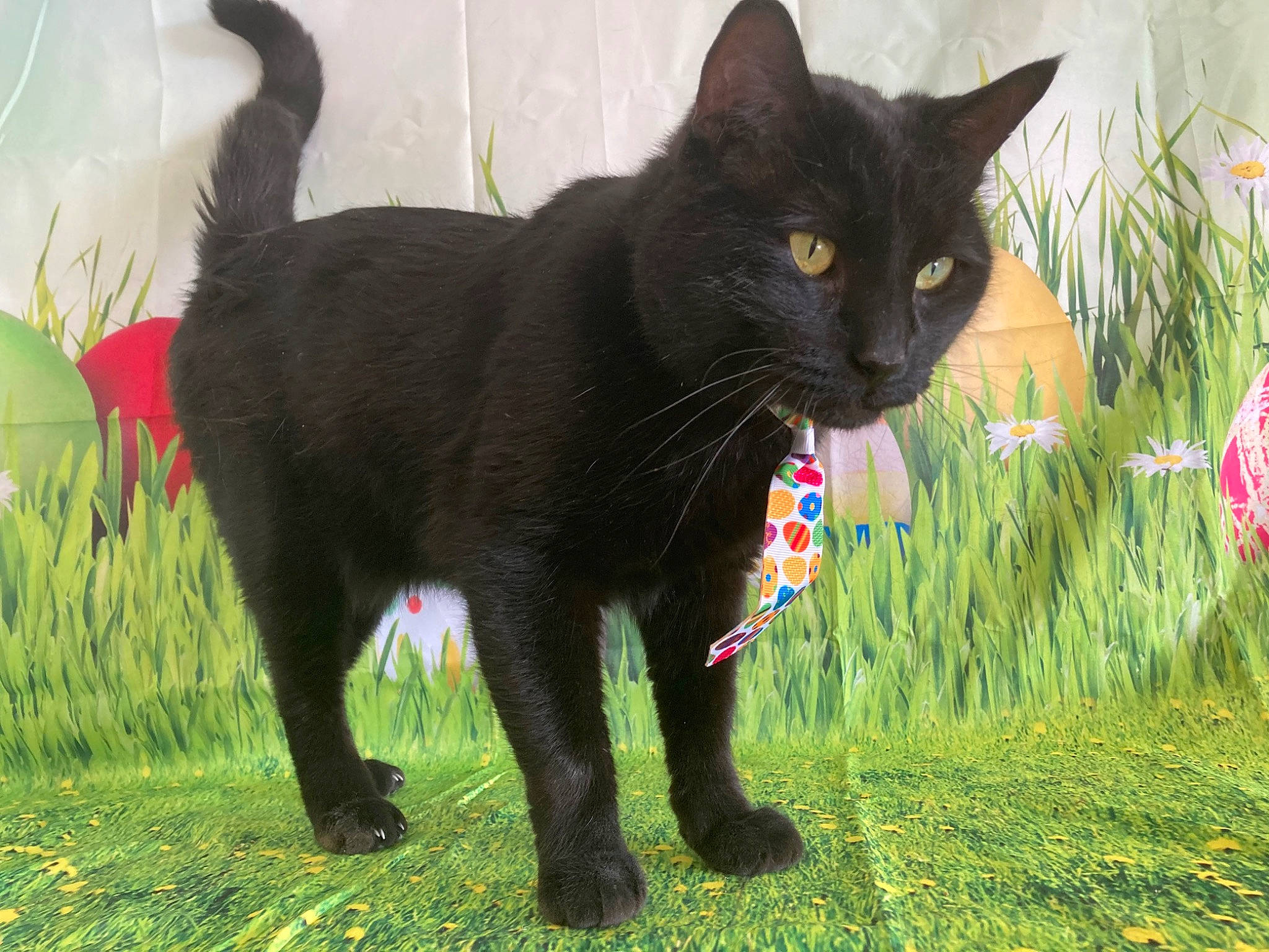 Mr. Biscuits joined the competition — help win amazing prizes! black_cat, bombay, carnivore, cat, collar, dog_breed, domestic_short_haired_cat, felidae, fur, grass, grassland, paw, photo_caption, plant, small_to_medium_sized_cats, snout, tail, terrestrial_animal, whiskers, window