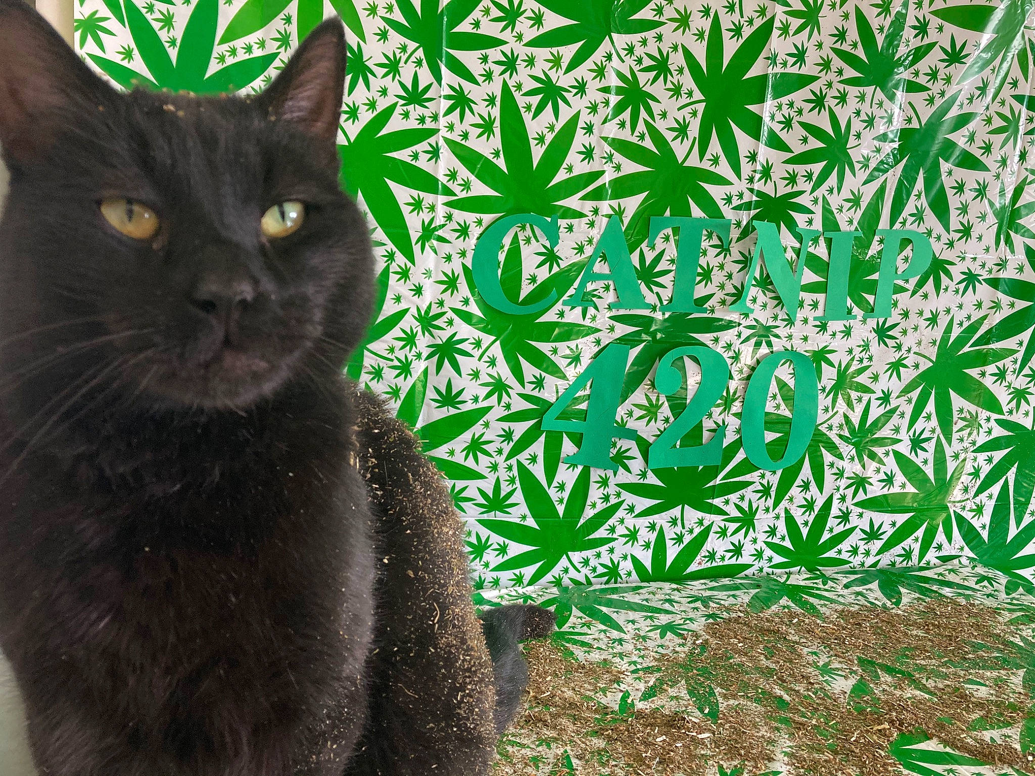 Mr. Biscuits joined the competition — help win amazing prizes! black_cat, bombay, carnivore, cat, domestic_short_haired_cat, felidae, fur, grass, groundcover, organism, pattern, plant, rectangle, shrub, small_to_medium_sized_cats, snout, terrestrial_animal, terrestrial_plant, tree, whiskers