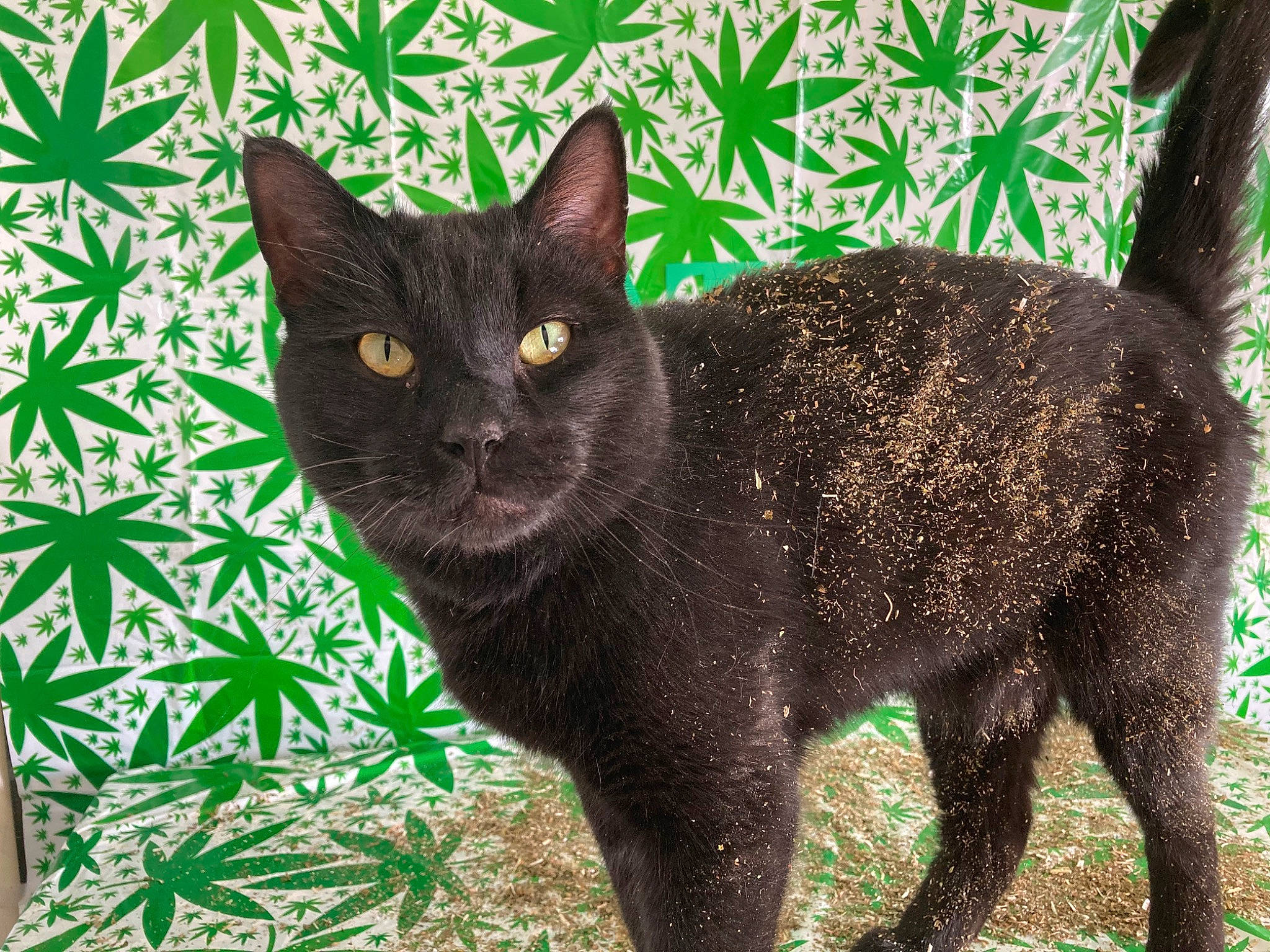 Mr. Biscuits joined the competition — help win amazing prizes! black_cat, bombay, carnivore, cat, domestic_short_haired_cat, felidae, fur, grass, groundcover, houseplant, leaf, plant, small_to_medium_sized_cats, snout, tail, terrestrial_animal, terrestrial_plant, tree, whiskers, wildlife