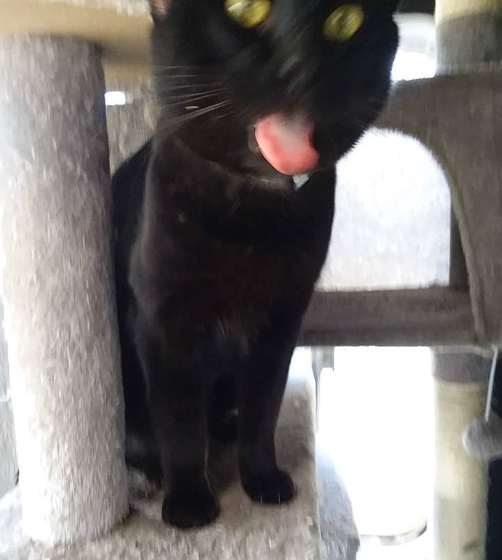 Crowfeather joined the competition — help win amazing prizes! black_cat, bombay, carnivore, cat, claw, domestic_short_haired_cat, felidae, fur, paw, small_to_medium_sized_cats, snout, tail, terrestrial_animal, whiskers