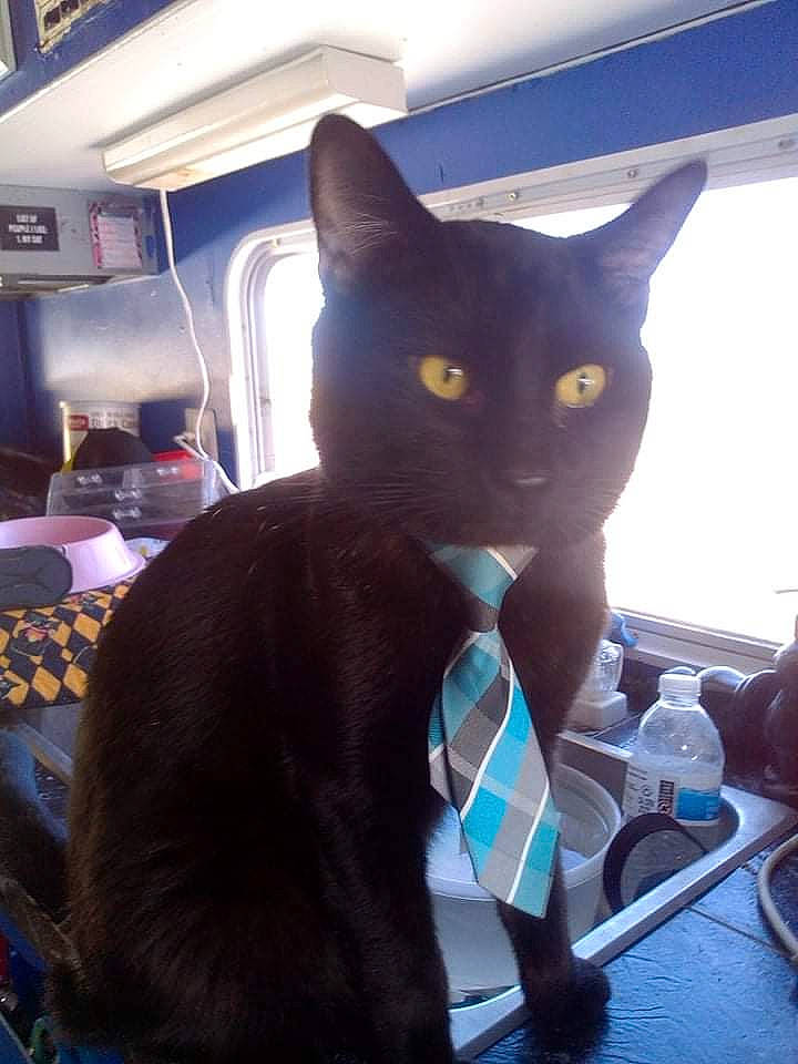 Crowfeather joined the competition — help win amazing prizes! black_cat, blue, bottle, carnivore, cat, domestic_short_haired_cat, electric_blue, felidae, fur, gadget, glass, mammal, personal_protective_equipment, room, small_to_medium_sized_cats, snout, tail, water_bottle, whiskers, window