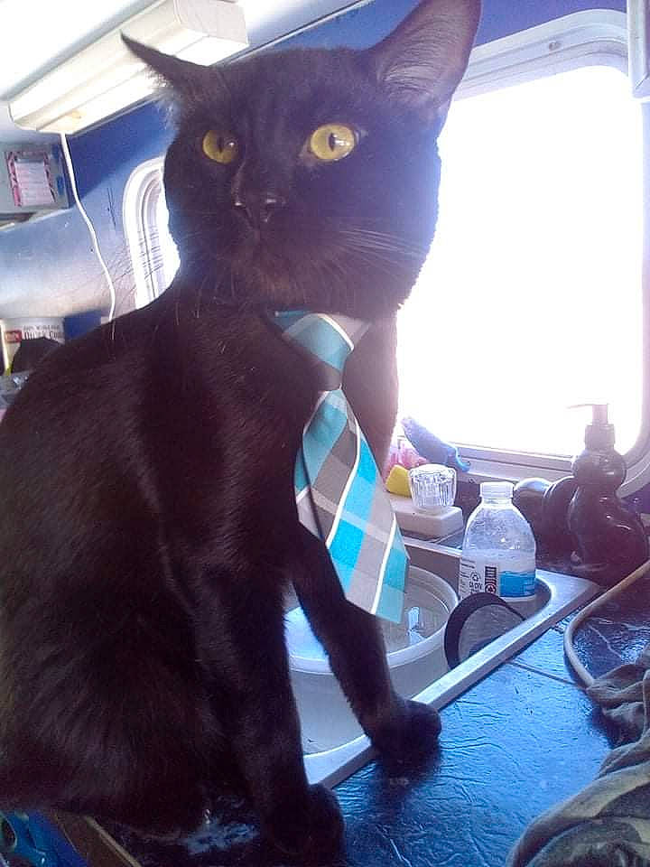 Crowfeather joined the competition — help win amazing prizes! black, black_cat, blue, bombay, carnivore, cat, curtain, domestic_short_haired_cat, electric_blue, felidae, fictional_character, fur, havana_brown, personal_protective_equipment, small_to_medium_sized_cats, snout, tail, water_bottle, whiskers, window