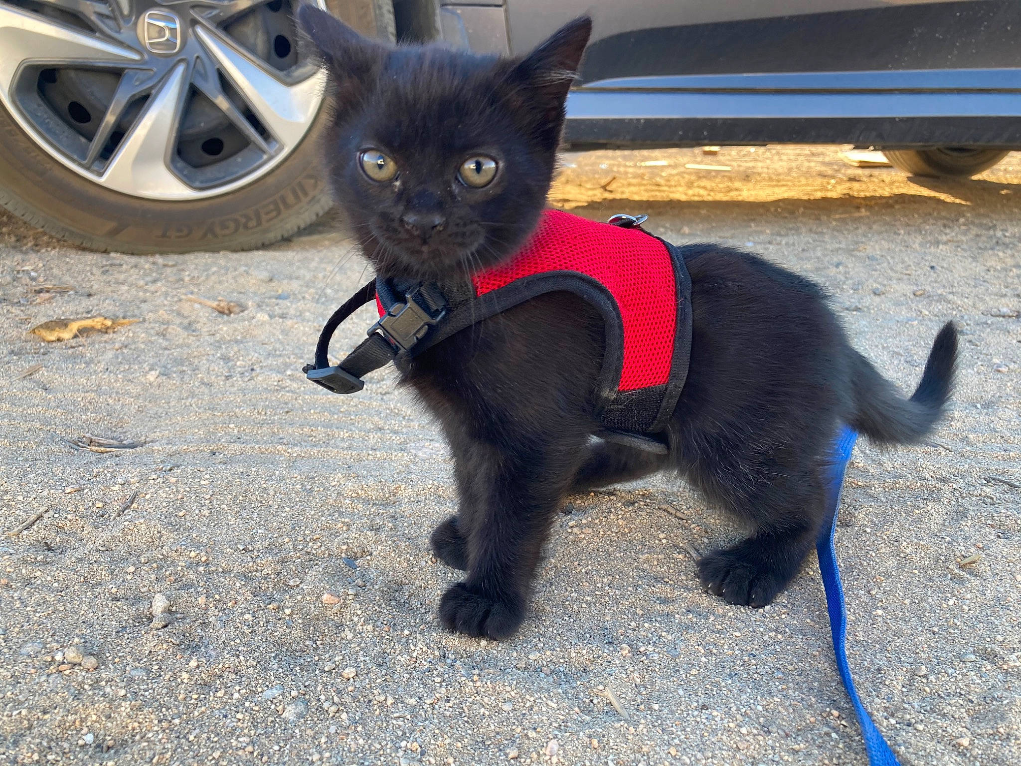 Breezepelt is registered to the contest to win money with this photo: automotive_tire, black_cat, carnivore, cat, collar, dog_breed, domestic_short_haired_cat, electric_blue, fashion_accessory, fawn, felidae, leash, pet_supply, road_surface, small_to_medium_sized_cats, tail, terrestrial_animal, tire, wheel, whiskers