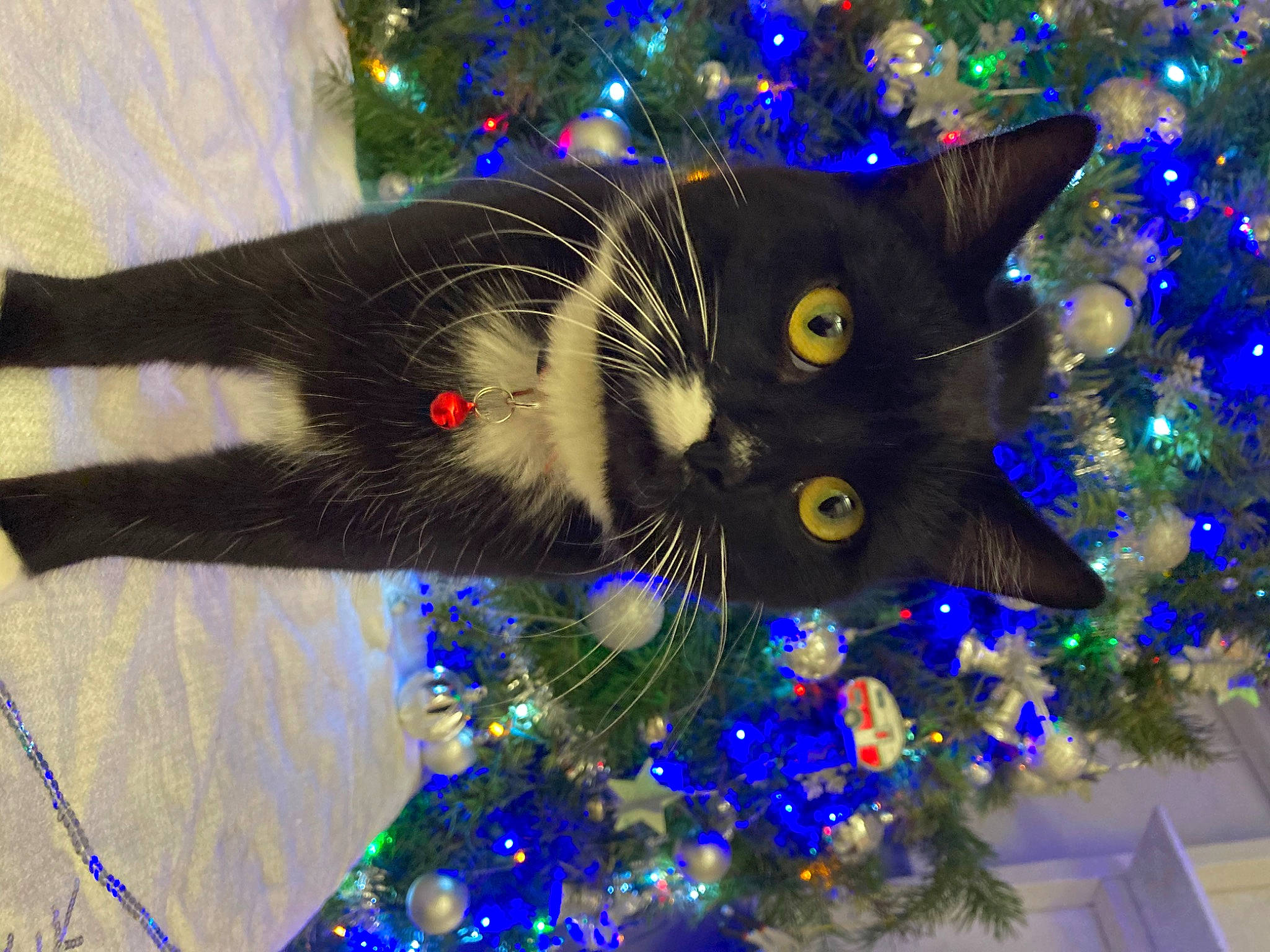 Swiftpaw is registered to the contest to win money with this photo: blue, carnivore, cat, christmas_decoration, christmas_ornament, christmas_tree, electric_blue, event, evergreen, felidae, green, holiday, holiday_ornament, light, organism, ornament, small_to_medium_sized_cats, tail, whiskers, white