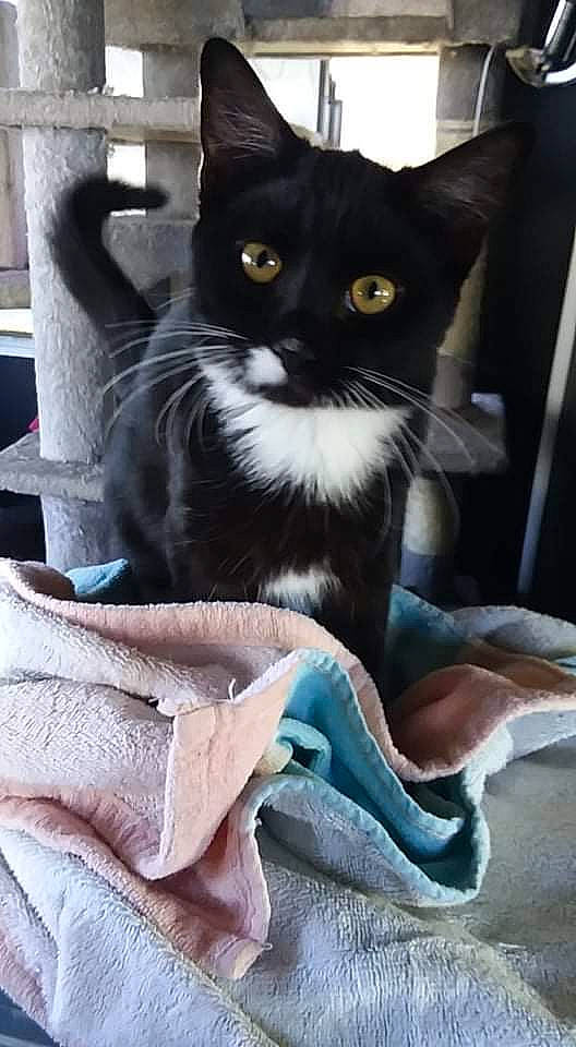 Swiftpaw joined the competition — help win amazing prizes! black_cat, box, carnivore, cat, cat_supply, claw, comfort, domestic_short_haired_cat, electric_blue, eye, felidae, fur, grey, linens, packaging_and_labeling, sitting, small_to_medium_sized_cats, snout, tail, whiskers