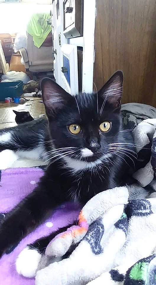 Swiftpaw joined the competition — help win amazing prizes! black_cat, box, carnivore, cat, claw, comfort, domestic_short_haired_cat, felidae, fur, lap, paw, small_to_medium_sized_cats, snout, tail, whiskers