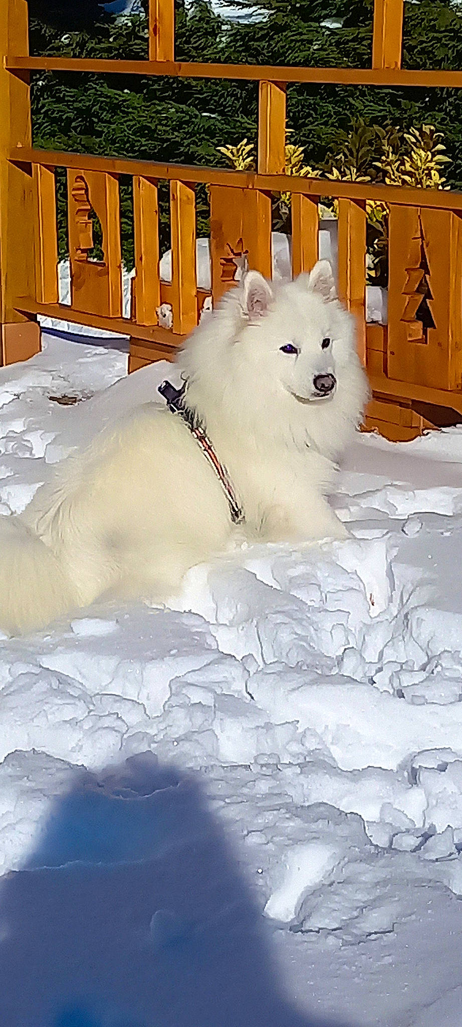 Saxo participe au concours pour gagner de l'argent avec cette photo : arctic_fox, canidae, carnivore, companion_dog, dog, dog_breed, drink, event, fence, freezing, fur, ice_cap, metal, slope, snout, snow, sporting_group, terrestrial_animal, white, winter