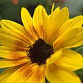 Lisa S.