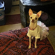 Nova joined the competition — help win amazing prizes! dog, small_dog, white_dog, tutu, dog_clothing, bedspread, patterned_bedspread, indoor, pet, crate, collar, alert, looking_at_camera, furniture, home, floor, blanket, stuffed_toy, animal, cute