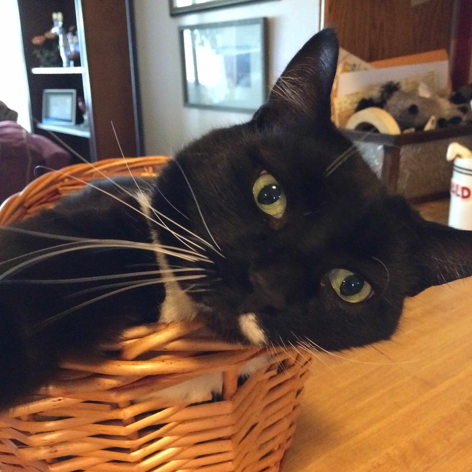 Newman joined the competition — help win amazing prizes! asian, basket, black_cat, bombay, burmese, carnivore, cat, domestic_short_haired_cat, felidae, small_to_medium_sized_cats, whiskers, wicker