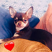 Yuki participe au concours pour gagner de l'argent avec cette photo : dog, chihuahua, couch, pillow, blanket, indoor, pet, resting, cozy, brown_dog, small_dog, cute, animal, fur, ears, sleeping, heart_emoji, relaxing, companion, home