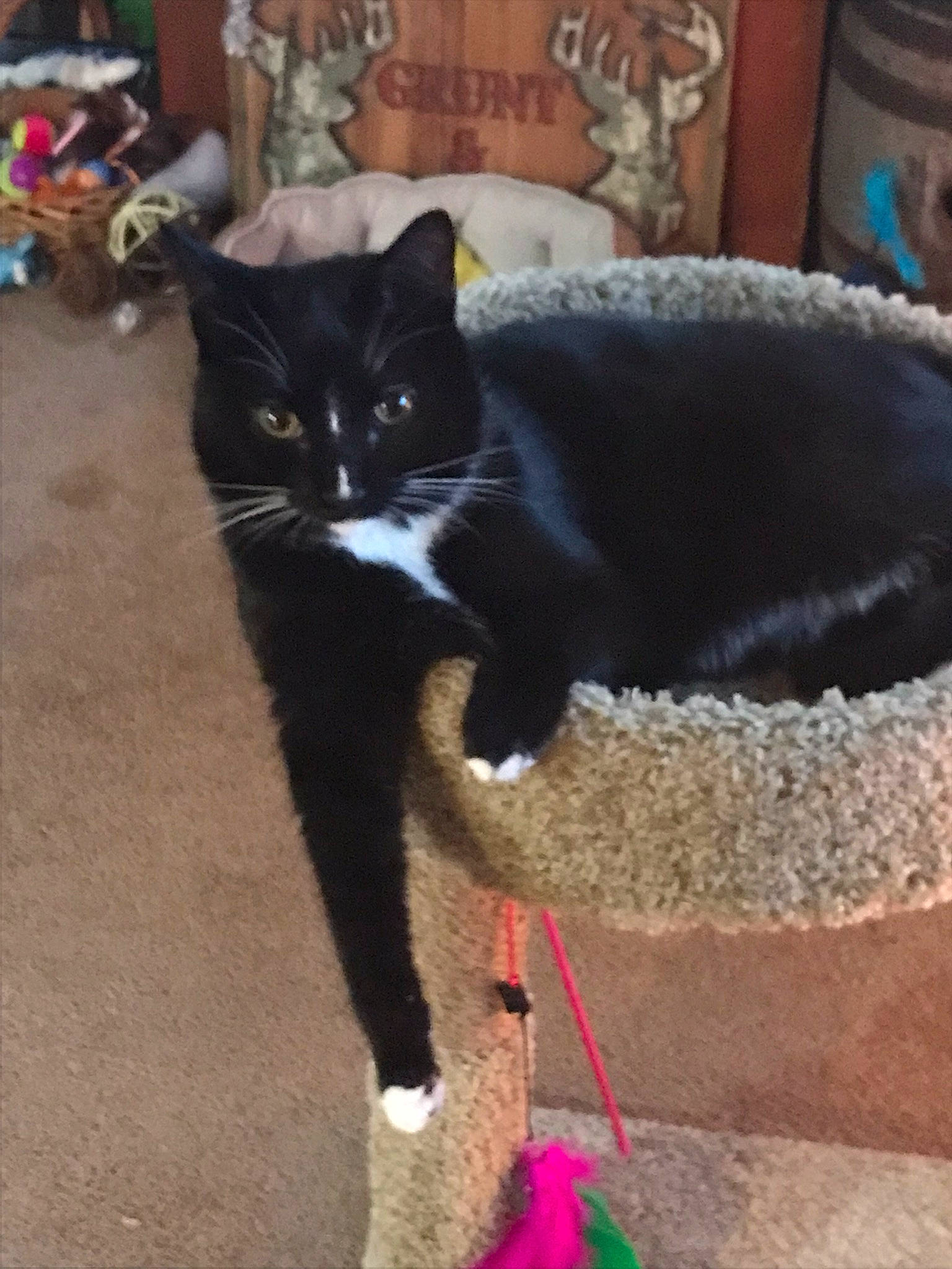 Mr Whiskers is registered to the contest to win money with this photo: black_cat, carnivore, cat, cat_supply, claw, comfort, domestic_short_haired_cat, felidae, floor, flooring, foot, fur, grey, human_leg, paw, small_to_medium_sized_cats, snout, tail, terrestrial_animal, whiskers