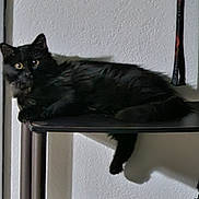 Grim joined the competition — help win amazing prizes! cat, black_cat, shelf, shoes, sneakers, indoor, wall, pet, furniture, domestic, resting, curious, animal, footwear, shadow, floor, leisure, household, texture, hanging