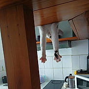 Flocon a rejoint le concours — aidez-le/la à gagner de superbes lots ! cat, paws, wooden_table, kitchen, tiles, microwave, coffee_pot, cup, countertop, appliance, curious, domestic, indoor, pet, white_cat, playful, feline, household, modern, tile_wall