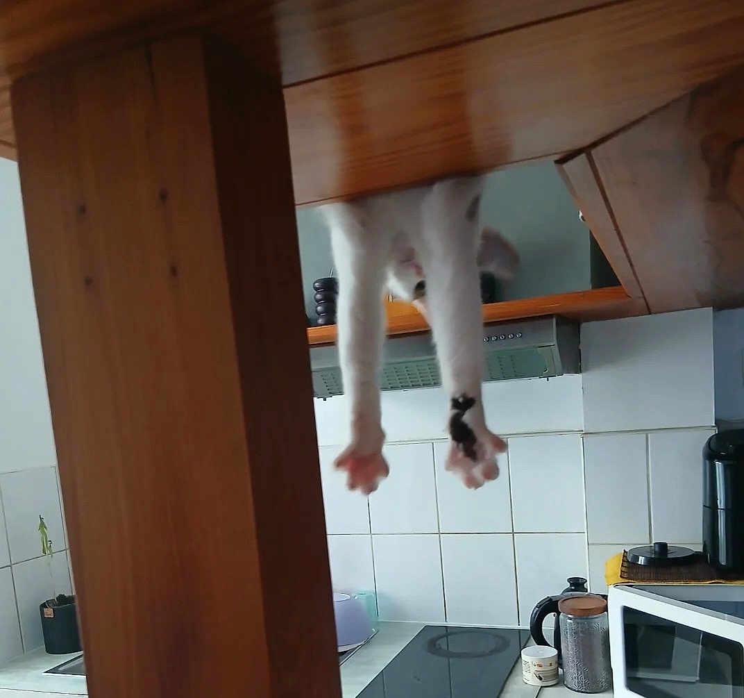 Flocon a rejoint le concours — aidez-le/la à gagner de superbes lots ! cat, paws, wooden_table, kitchen, tiles, microwave, coffee_pot, cup, countertop, appliance, curious, domestic, indoor, pet, white_cat, playful, feline, household, modern, tile_wall