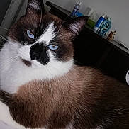 Chyper a rejoint le concours — aidez-le/la à gagner de superbes lots ! cat, blue_eyes, indoor, close_up, feline, pet, fur, whiskers, relaxed, brown_fur, white_fur, black_markings, animal, domestic, portrait, household, cabinet, bottle, tissue_box, resting