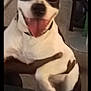 Spot is registered to the contest to win money with this photo: dog, sunglasses, pet, animal, tongue, happy, indoor, person, hand, black_and_white, canine, smiling, playful, living_room, carpet, furniture, cool, portrait, companionship, funny