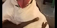 Spot joined the competition — help win amazing prizes! dog, sunglasses, pet, animal, tongue, happy, indoor, person, hand, black_and_white, canine, smiling, playful, living_room, carpet, furniture, cool, portrait, companionship, funny