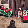 Spot joined the competition — help win amazing prizes! dog, living_room, carpet, heater, curtains, blanket, holiday_decor, stocking, window_blinds, furniture, smiling, pet, indoor, cozy, christmas, red, green, black, white, sitting