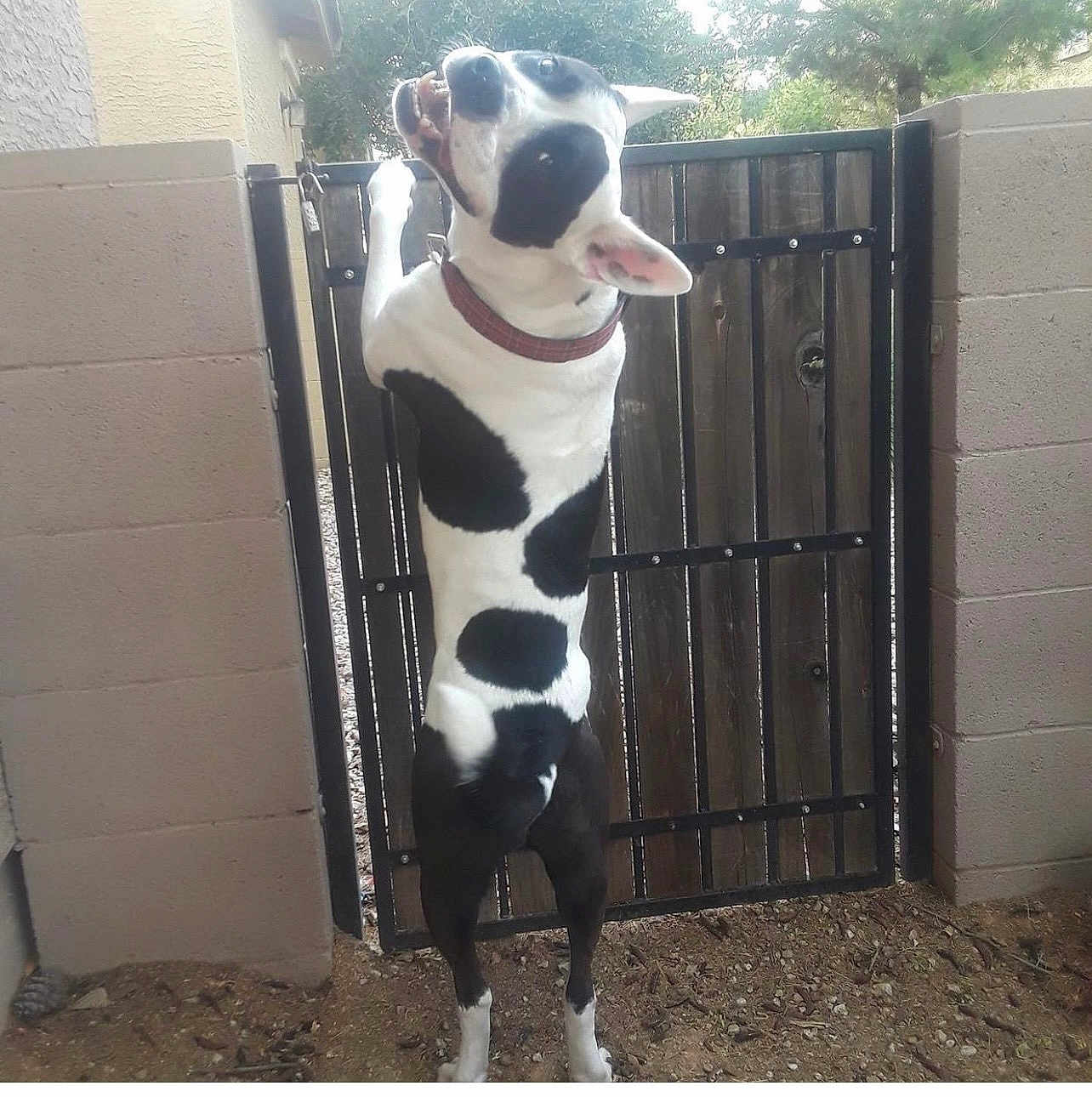 Spot joined the competition — help win amazing prizes! dog, black_and_white, gate, outdoor, yard, pet, animal, fence, standing, ears, curious, collar, wood, ground, daylight, playful, canine, domestic, alert, nature
