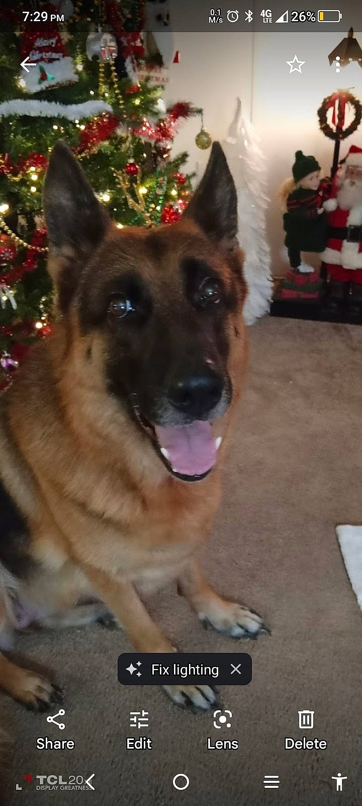 Bella is registered to the contest to win money with this photo: carnivore, christmas, christmas_decoration, christmas_ornament, christmas_tree, collar, companion_dog, dog, dog_breed, event, evergreen, fawn, fur, german_shepherd_dog, herding_dog, holiday, king_shepherd, old_german_shepherd_dog, snout, tree