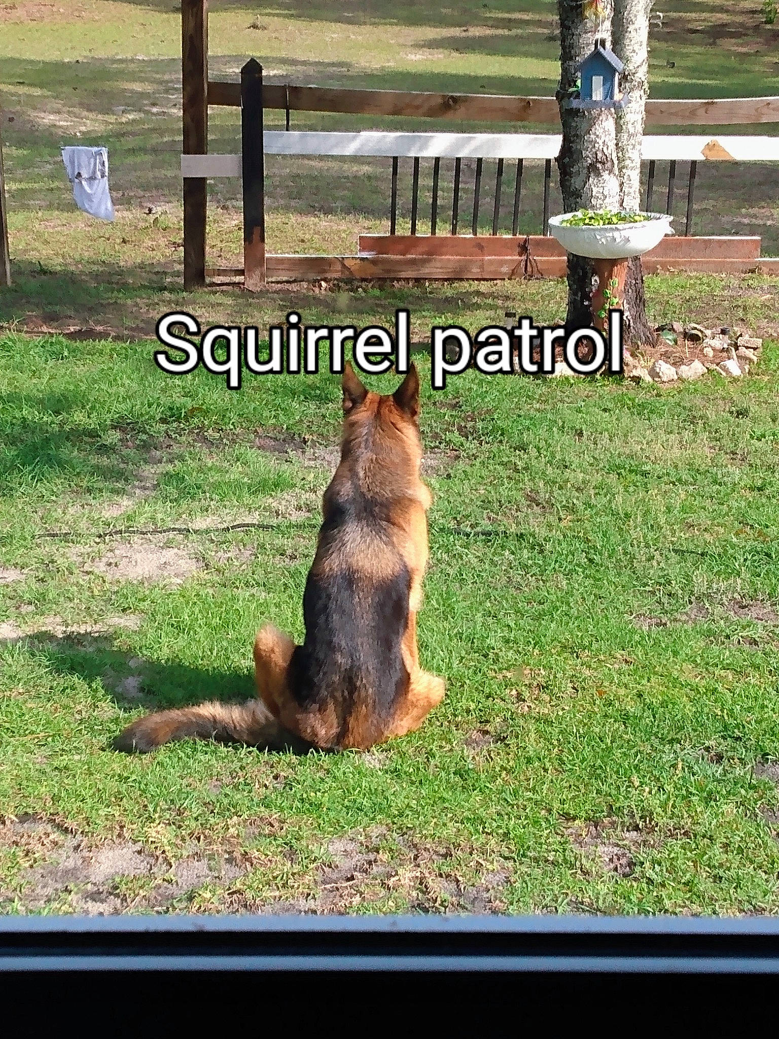 Bella is registered to the contest to win money with this photo: brown_bear, canidae, carnivore, companion_dog, dog_breed, fawn, felidae, fur, grass, grassland, grizzly_bear, groundcover, landscape, lawn, plant, snout, sporting_group, squirrel, tail, terrestrial_animal