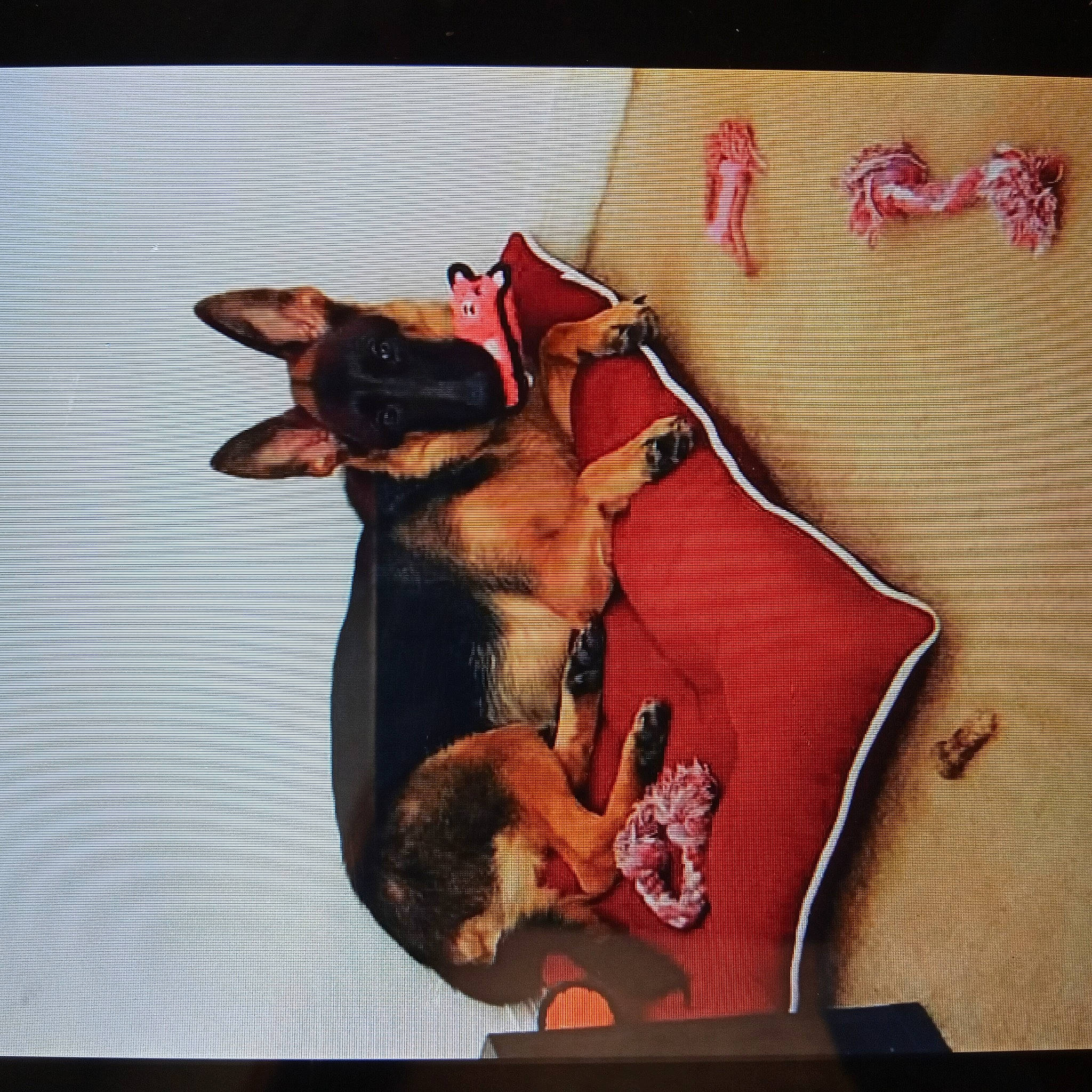 Bella joined the competition — help win amazing prizes! art, bat, carmine, carnivore, comfort, companion_dog, dog, dog_breed, dog_supply, fawn, font, guard_dog, linens, liver, paw, pinscher, rectangle, toy_dog, wood, working_animal