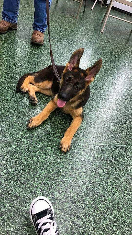 Bella joined the competition — help win amazing prizes! asphalt, canidae, carnivore, companion_dog, dog, dog_breed, fawn, flooring, foot, german_shepherd_dog, grass, human_leg, mammal, paw, road_surface, sidewalk, snout, sporting_group, tail, toy_dog