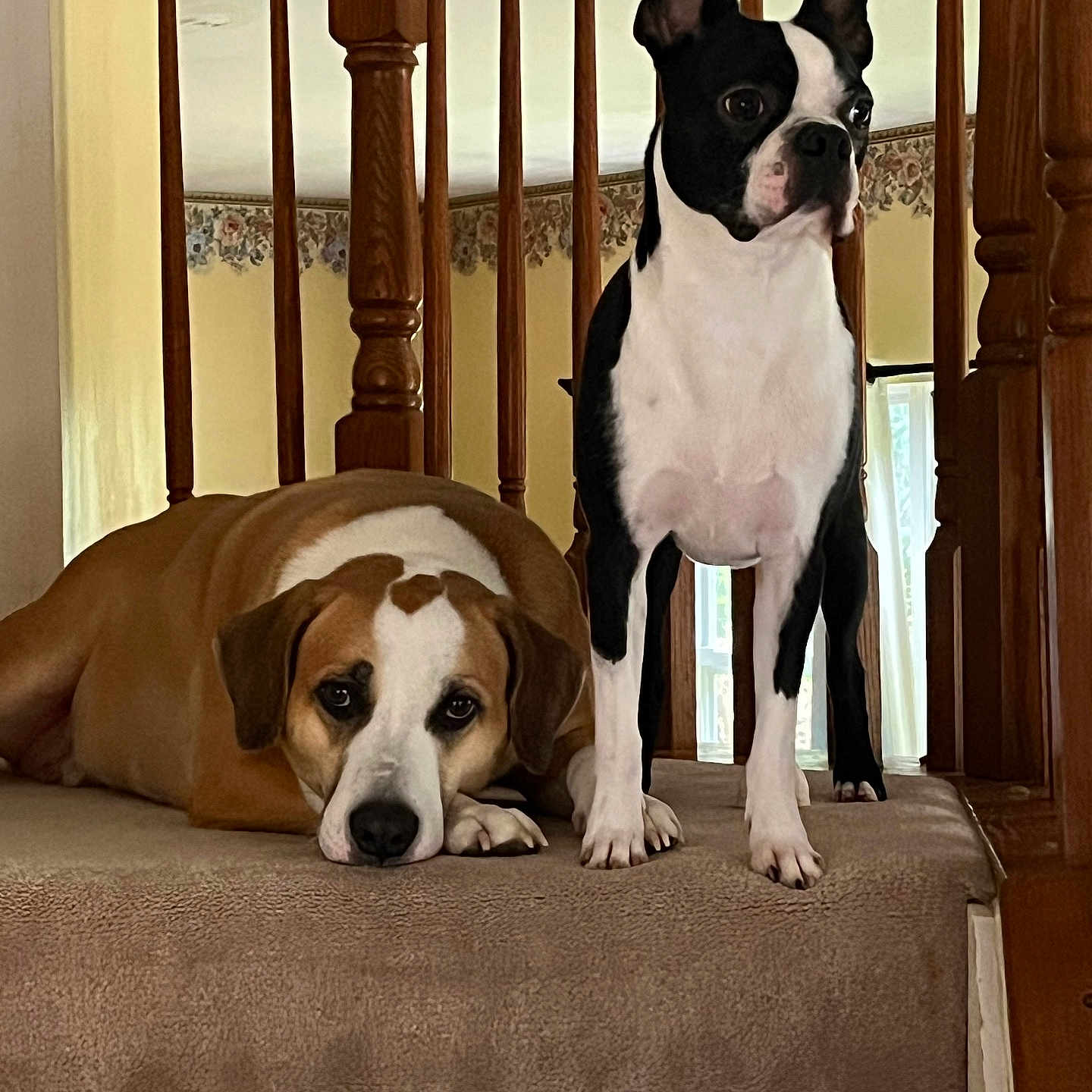 Blue And Noro is registered to the contest to win money with this photo: animal, bostonbull, boxer, bulldog, canine, couch, cushion, dog, dogbed, frenchbulldog, furniture, homedecor, hound, indoors, interiordesign, pet, pitbull, pointer, puppy, snout