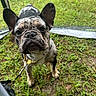 Atlas joined the competition — help win amazing prizes! dog, french_bulldog, pet, animal, outdoor, grass, portrait, close_up, wrinkled_face, large_ears, black_and_white, collar, gold_chain, leash, staring, standing, backyard, stroller, water_bottle, natural_light