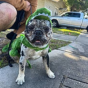 Atlas is registered to the contest to win money with this photo: dog, french_bulldog, pet, costume, dinosaur_costume, green, outdoor, sidewalk, suburban, backyard, house, pickup_truck, tree, sunlight, portrait, close_up, sitting, leash, animal, funny