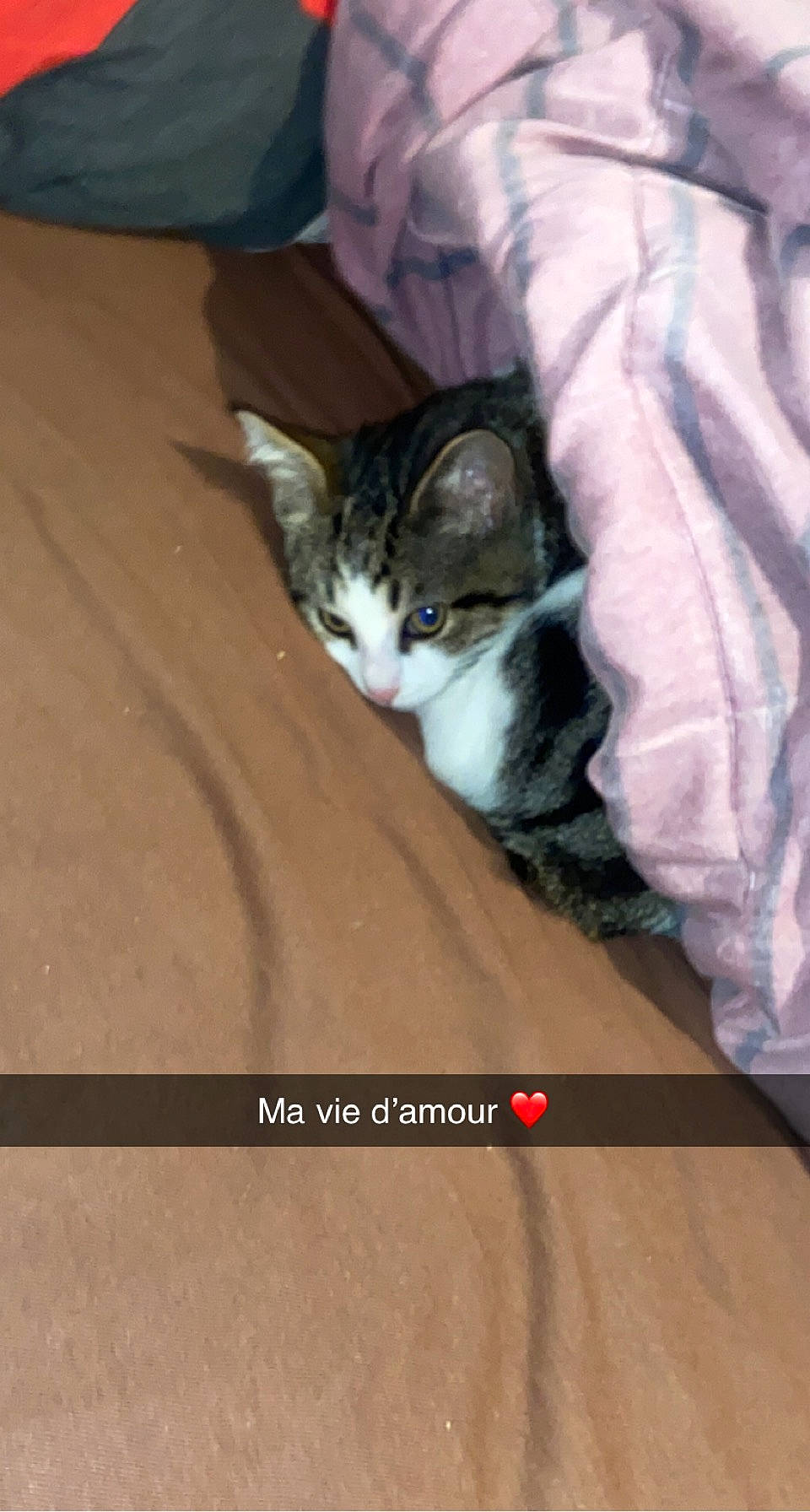 Simba participe au concours pour gagner de l'argent avec cette photo : box, cardboard, carnivore, cat, comfort, domestic_short_haired_cat, felidae, flooring, font, fur, hardwood, linens, paw, photo_caption, room, small_to_medium_sized_cats, snout, tail, whiskers, wood