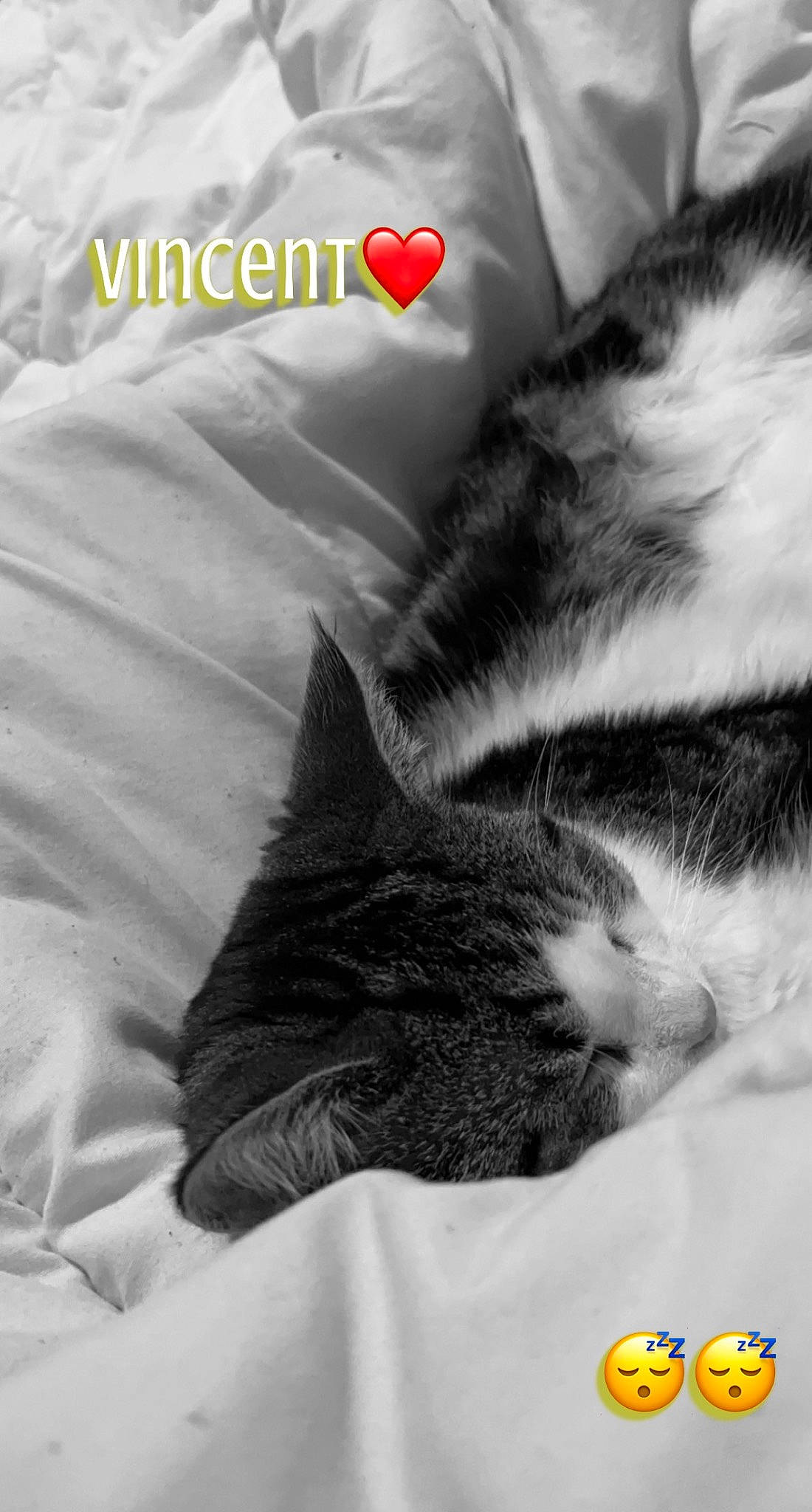 Simba participe au concours pour gagner de l'argent avec cette photo : bedding, carnivore, cat, cloud, comfort, domestic_short_haired_cat, felidae, font, fur, linens, logo, monochrome_photography, paw, photo_caption, photography, sky, small_to_medium_sized_cats, snout, tail, whiskers