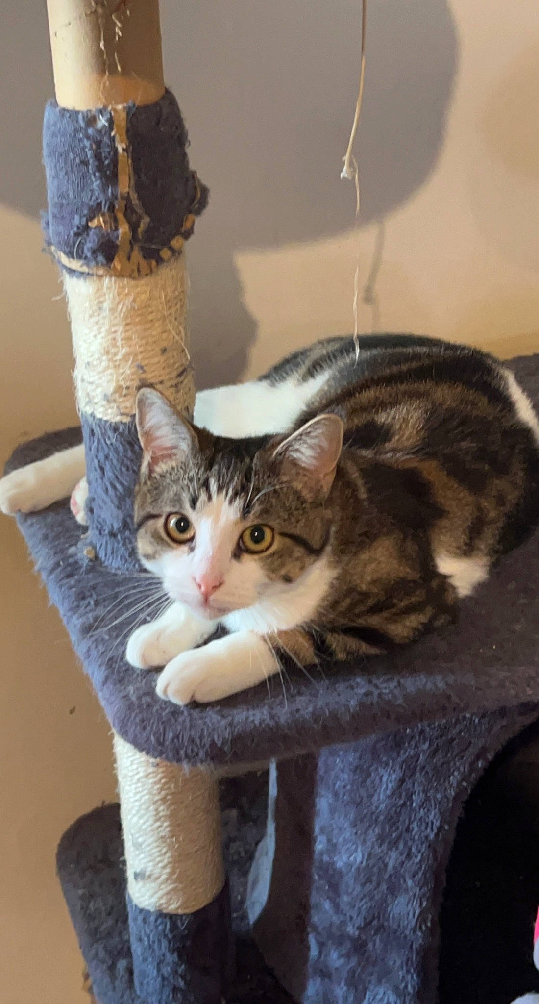 Simba participe au concours pour gagner de l'argent avec cette photo : carnivore, cat, cat_supply, claw, comfort, domestic_short_haired_cat, fawn, felidae, fur, human_leg, paw, shelf, sitting, small_to_medium_sized_cats, snout, tail, whiskers, window, wood