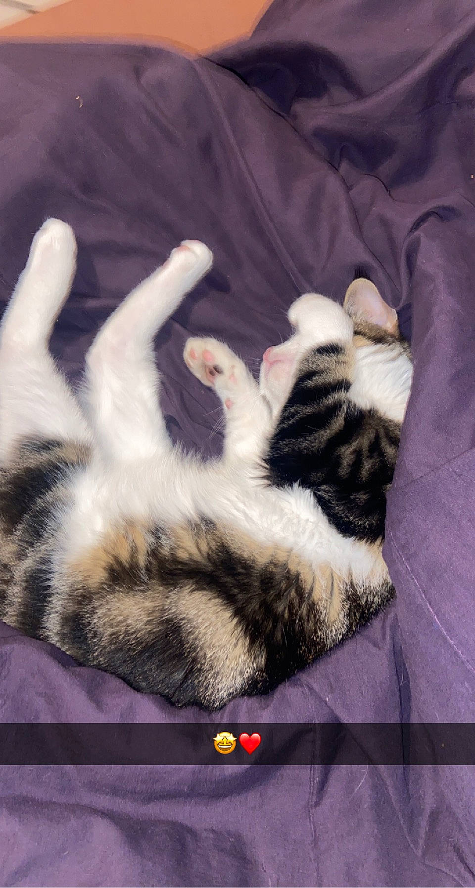 Simba participe au concours pour gagner de l'argent avec cette photo : carnivore, cat, claw, comfort, felidae, foot, fur, gesture, linens, nap, pattern, paw, sleep, small_to_medium_sized_cats, tail, terrestrial_animal, whiskers