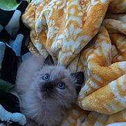 Scooter joined the competition — help win amazing prizes! kitten, cat, blue_eyes, fluffy, blanket, yellow_blanket, black_blanket, pattern, cozy, pet, fur, whiskers, cute, animal, indoor, small, young, soft, resting, looking_up