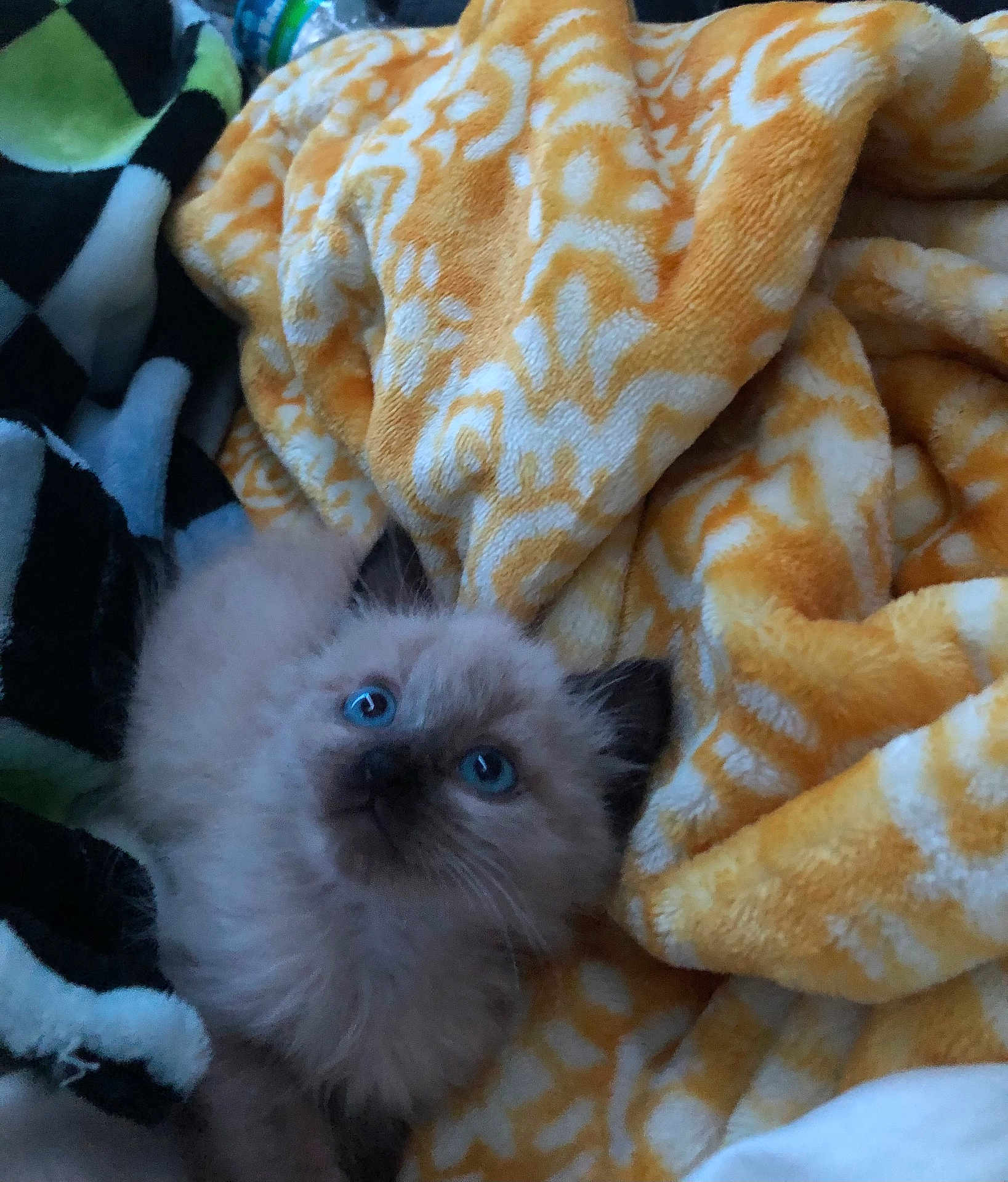 Scooter joined the competition — help win amazing prizes! kitten, cat, blue_eyes, fluffy, blanket, yellow_blanket, black_blanket, pattern, cozy, pet, fur, whiskers, cute, animal, indoor, small, young, soft, resting, looking_up