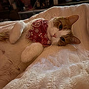 Marvel joined the competition — help win amazing prizes! cat, orange_cat, white_cat, bandana, resting, blanket, indoor, cozy, pet, feline, cute, sleepy, soft_texture, living_room, television, comfort, relaxation, fur, close_up, animal