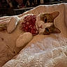 cat, orange_cat, white_cat, bandana, resting, blanket, indoor, cozy, pet, feline, cute, sleepy, soft_texture, living_room, television, comfort, relaxation, fur, close_up, animal
