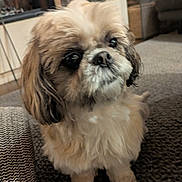 Oria participe au concours pour gagner de l'argent avec cette photo : dog, fluffy, small_dog, pet, indoor, carpet, cute, animal, fur, closeup, portrait, companion, brown, white, black, eyes, paws, waiting, cozy, home