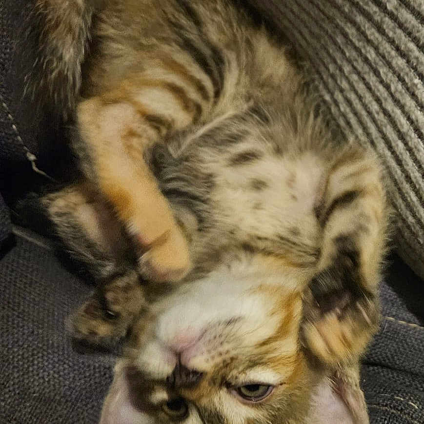 Kimia a rejoint le concours — aidez-le/la à gagner de superbes lots ! animal, cat, couch, cute, ears, fabric, feline, fur, indoor, kitten, paw, pet, playful, relaxed, sleepy, striped, tabby, upside_down, whiskers, young