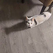 Oreo is registered to the contest to win money with this photo: cat, white_cat, gray_spots, floor, wooden_floor, shadow, indoor, pet, animal, curious, looking_up, green_eyes, whiskers, ears, tail, slipper, home, domestic_cat, feline, quiet